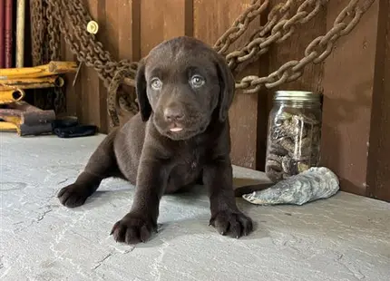 a small black labrador retriever dog